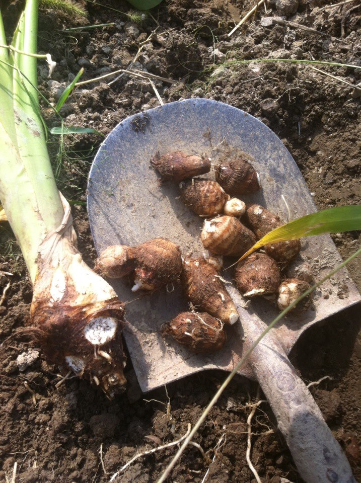 里芋の上手な栽培方法 農家秘伝 粘土質の土作りと肥料の深い関係