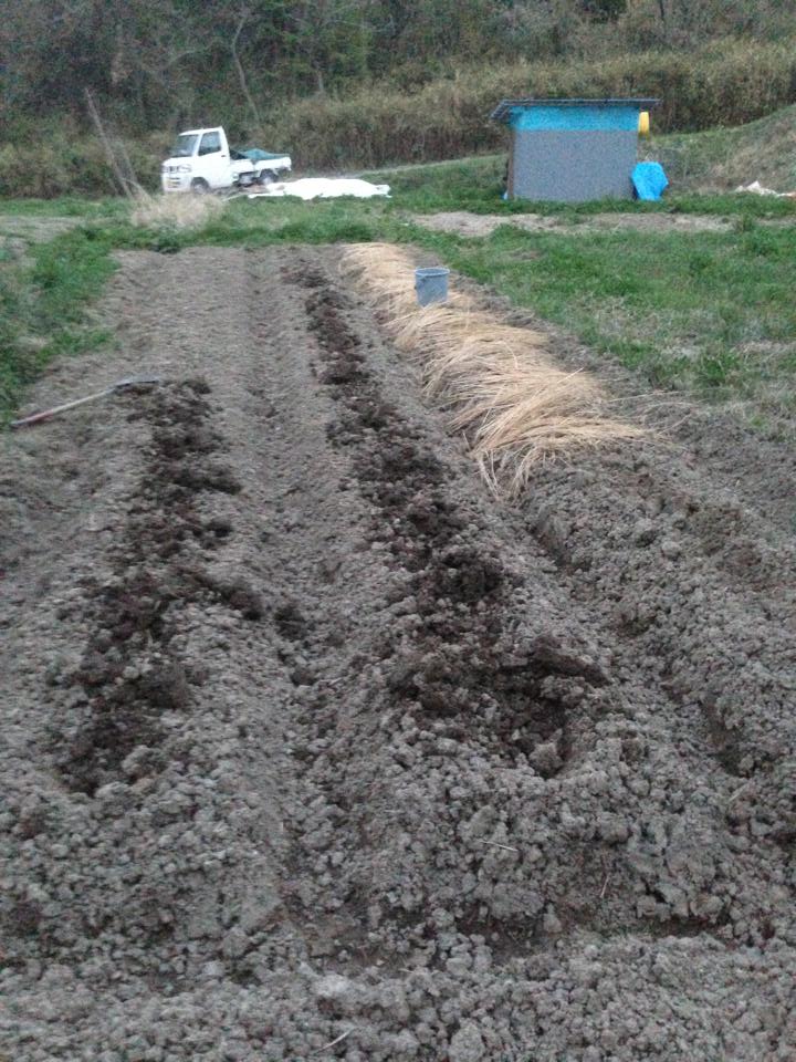 粘土質の畑を土壌改良する方法 マルチの代用で稲わらを使う